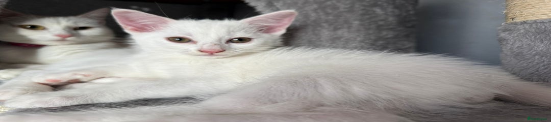 Turkish Angora Kitten 1