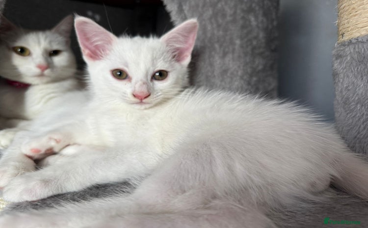 Turkish Angora cats - Advert 1