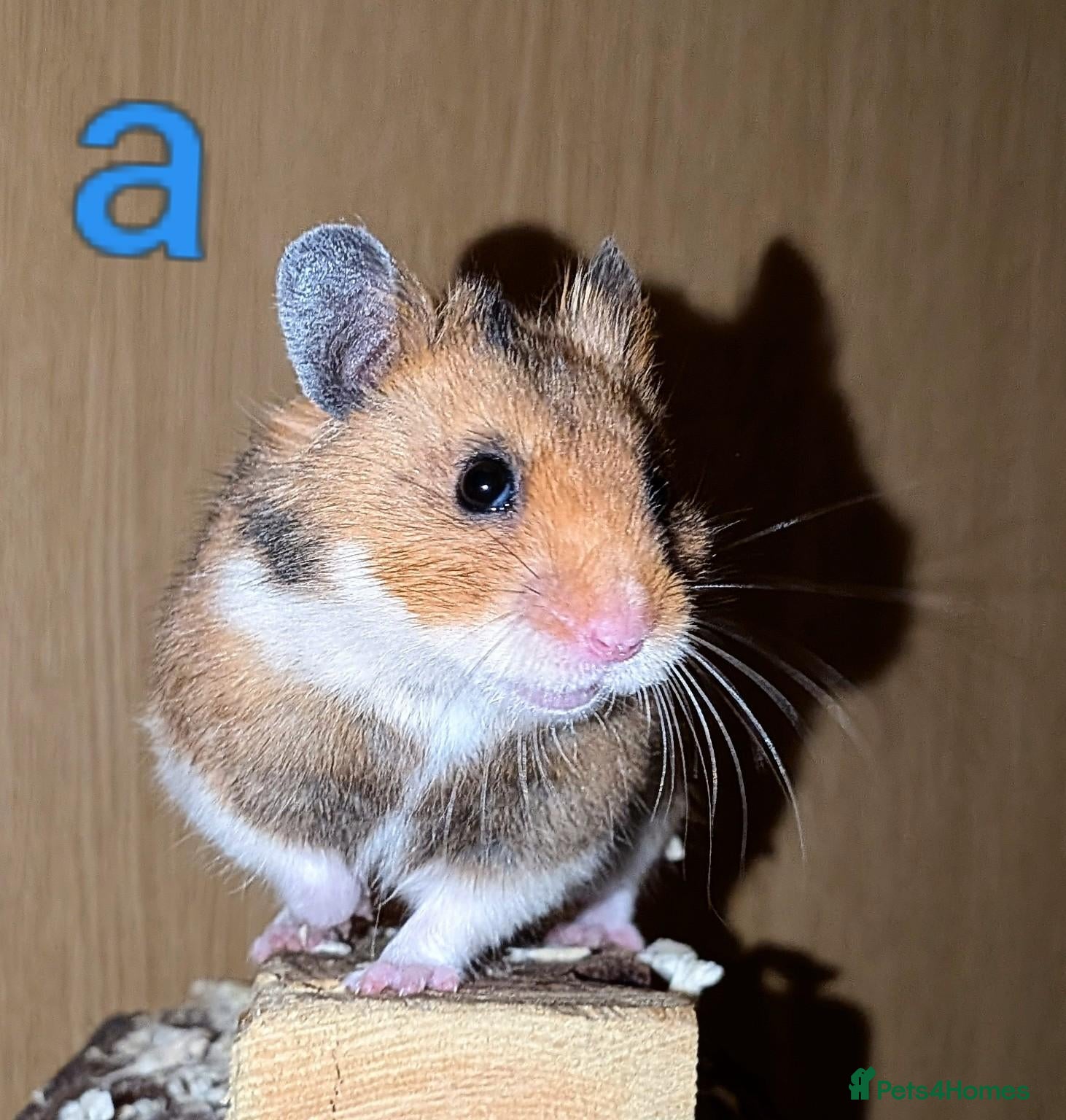 Hamster rodents Young Syrian Hamsters - Advert 18