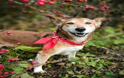 Mixed Breed dogs for adoption: 💖🐶 EVA 🐶💖 - Image 14