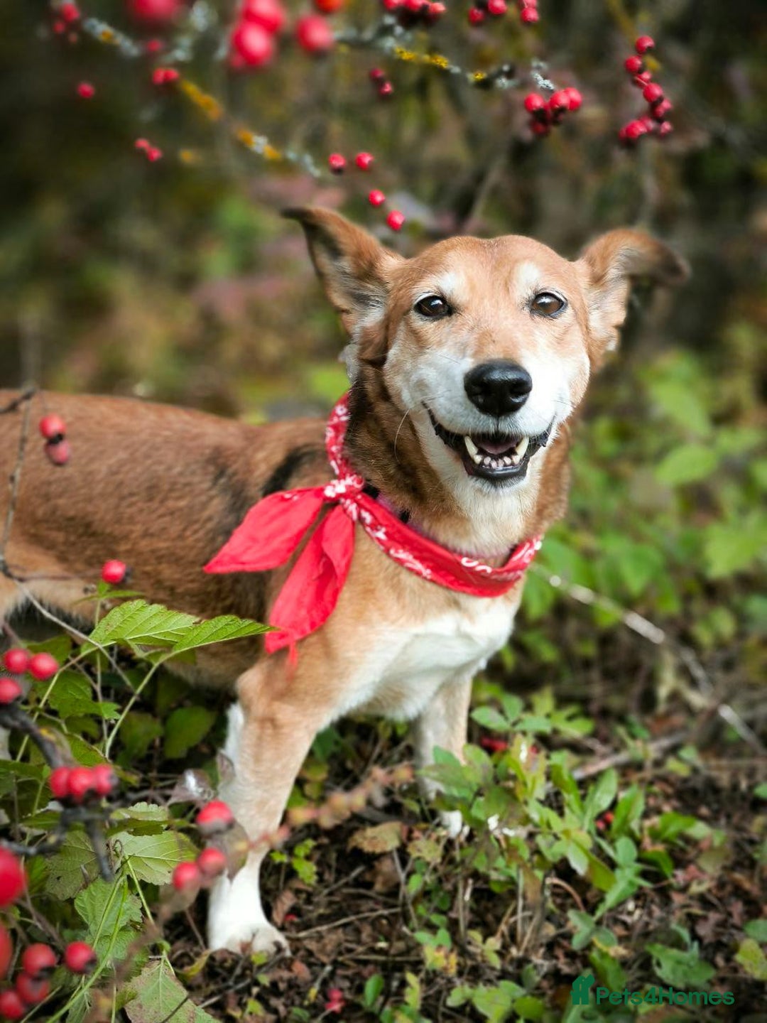 Mixed Breed dogs for adoption: 💖🐶 EVA 🐶💖 - Image 14