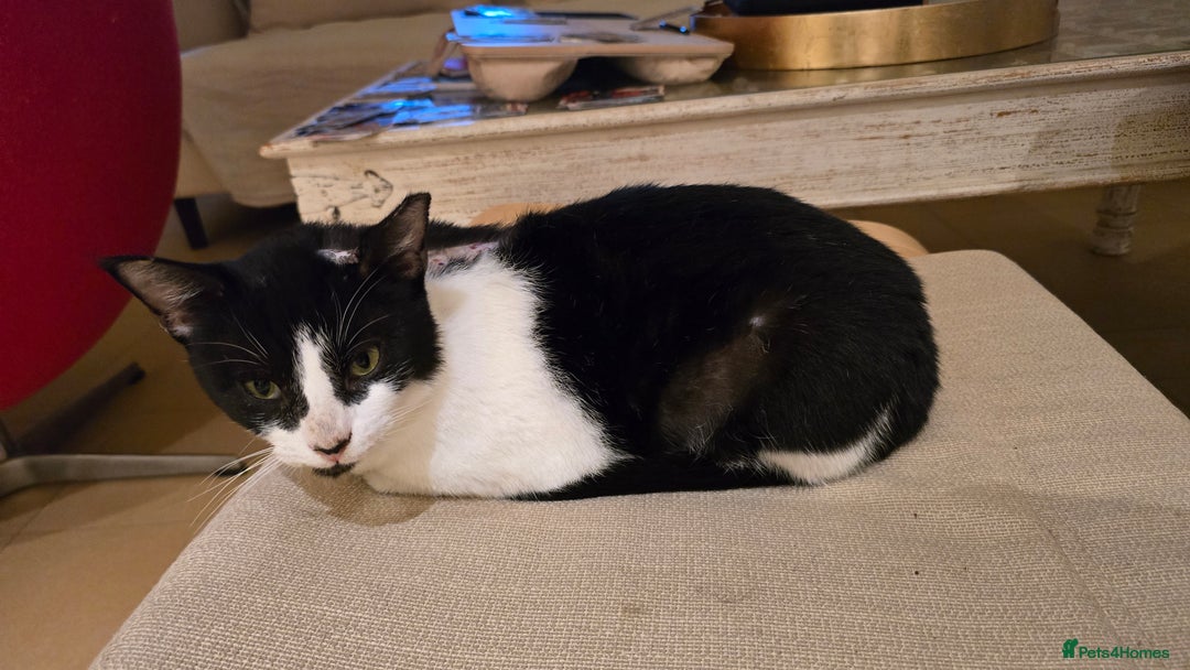 Mixed Breed cats for adoption: [Indoors Only] Thomas - The perfect impurrfect boy - Advert 6