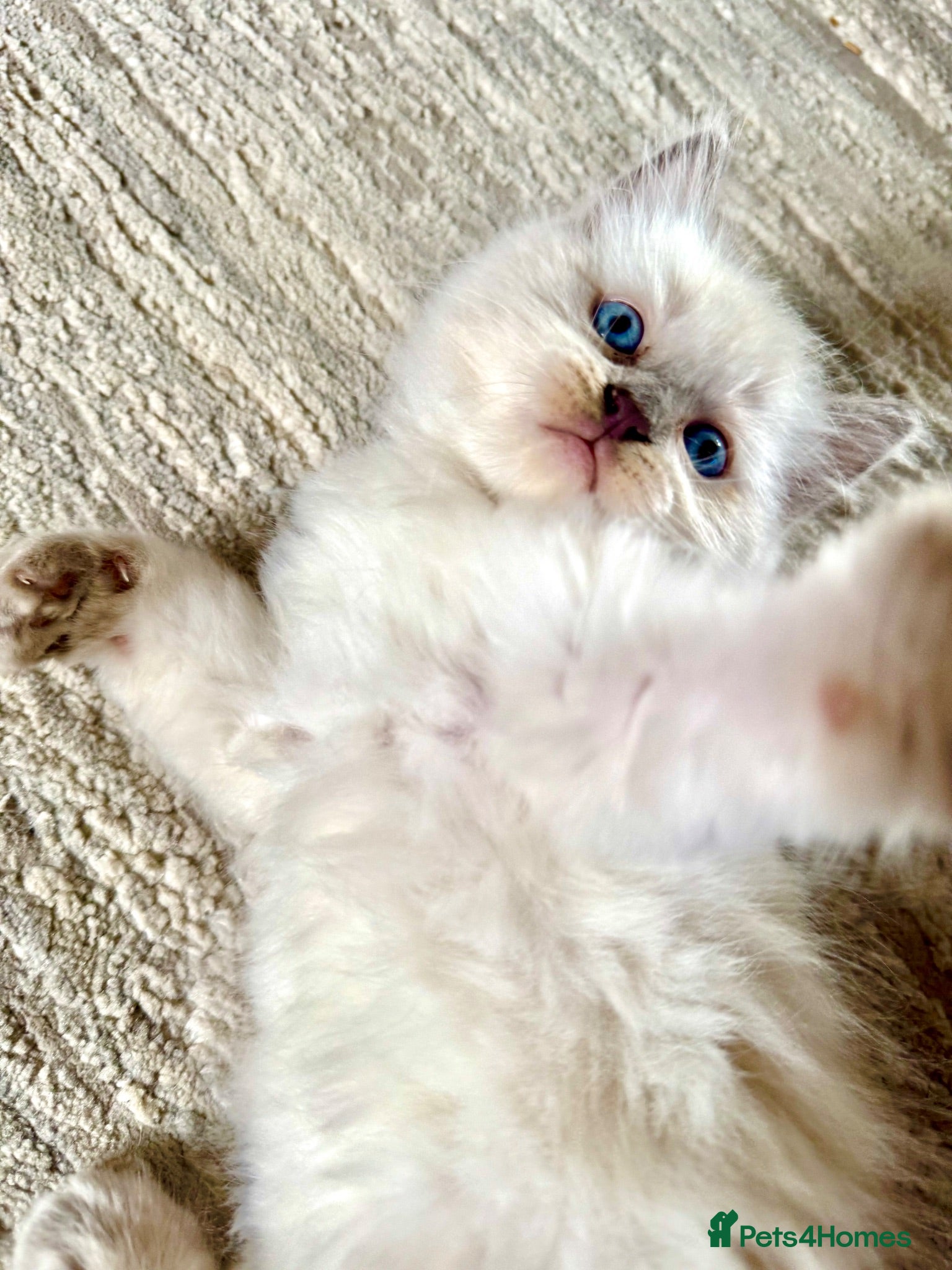 Ragdoll cats GCCF Blue point Ragdolls  - Advert 18