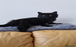 Mixed Breed cats for sale: Last boy. Possible delivery - Advert 1