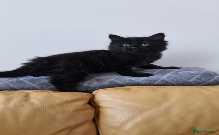 Mixed Breed cats Last boy. Possible delivery - Advert 1