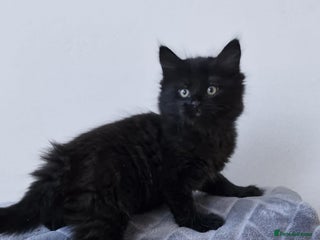 Mixed Breed cats Last boy. - Advert 1
