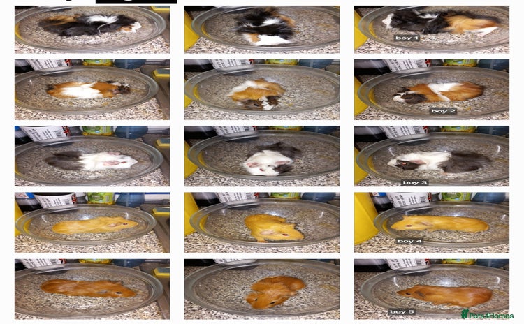 Guinea Pig rodents - Advert 5