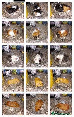 Guinea Pig rodents - Advert 11