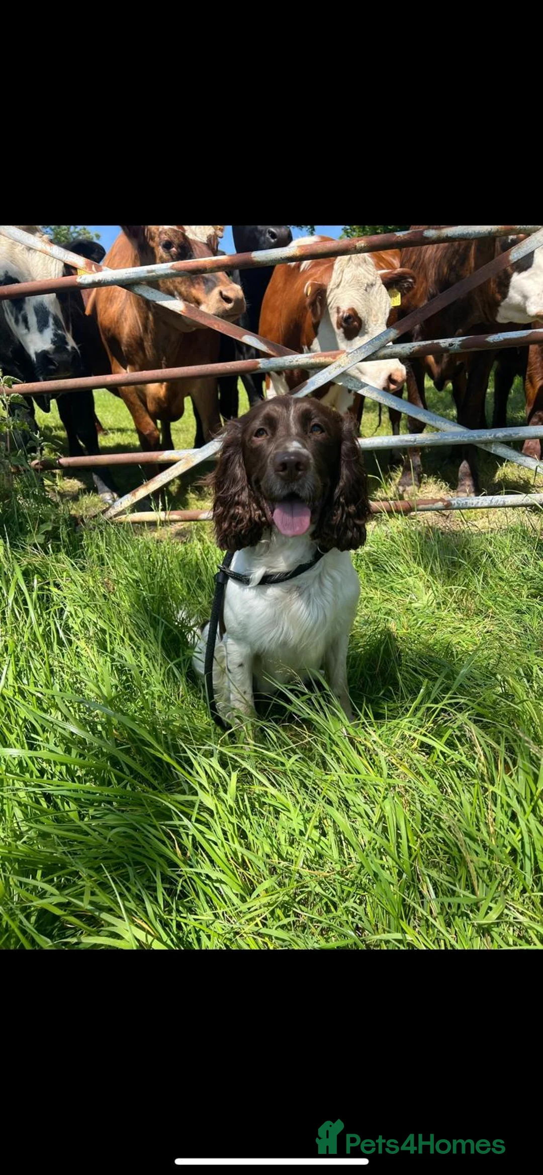 English Springer Spaniel dogs for sale: 6 springer spaniels - Advert 2