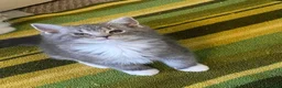 British Shorthair cats for sale: Beautiful British shirthair ready for loving home - Advert 1
