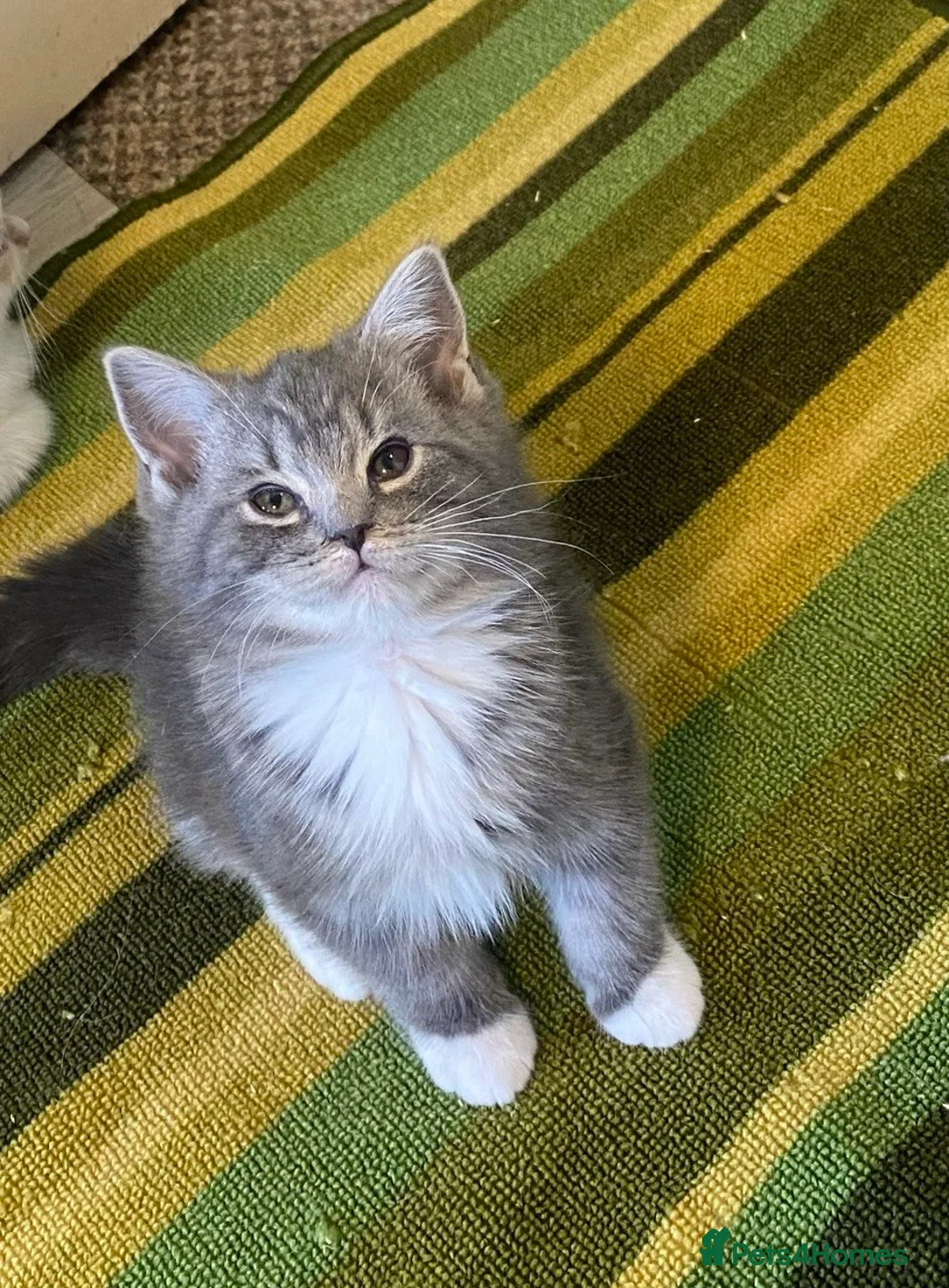 British Shorthair cats for sale: Beautiful British shirthair ready for loving home - Advert 1