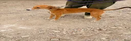 Greyhound dogs for sale: Grey hound male  - Advert 1