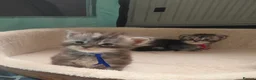 Maine Coon cats for sale: Maine coon kittens  - Advert 20