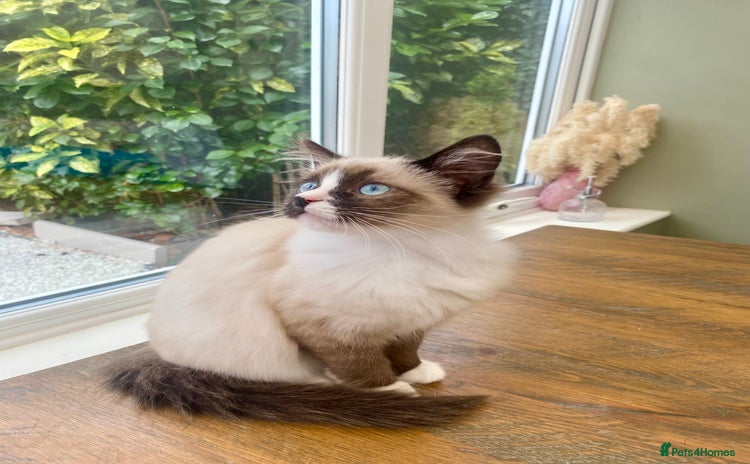 Ragdoll cats - Advert 1