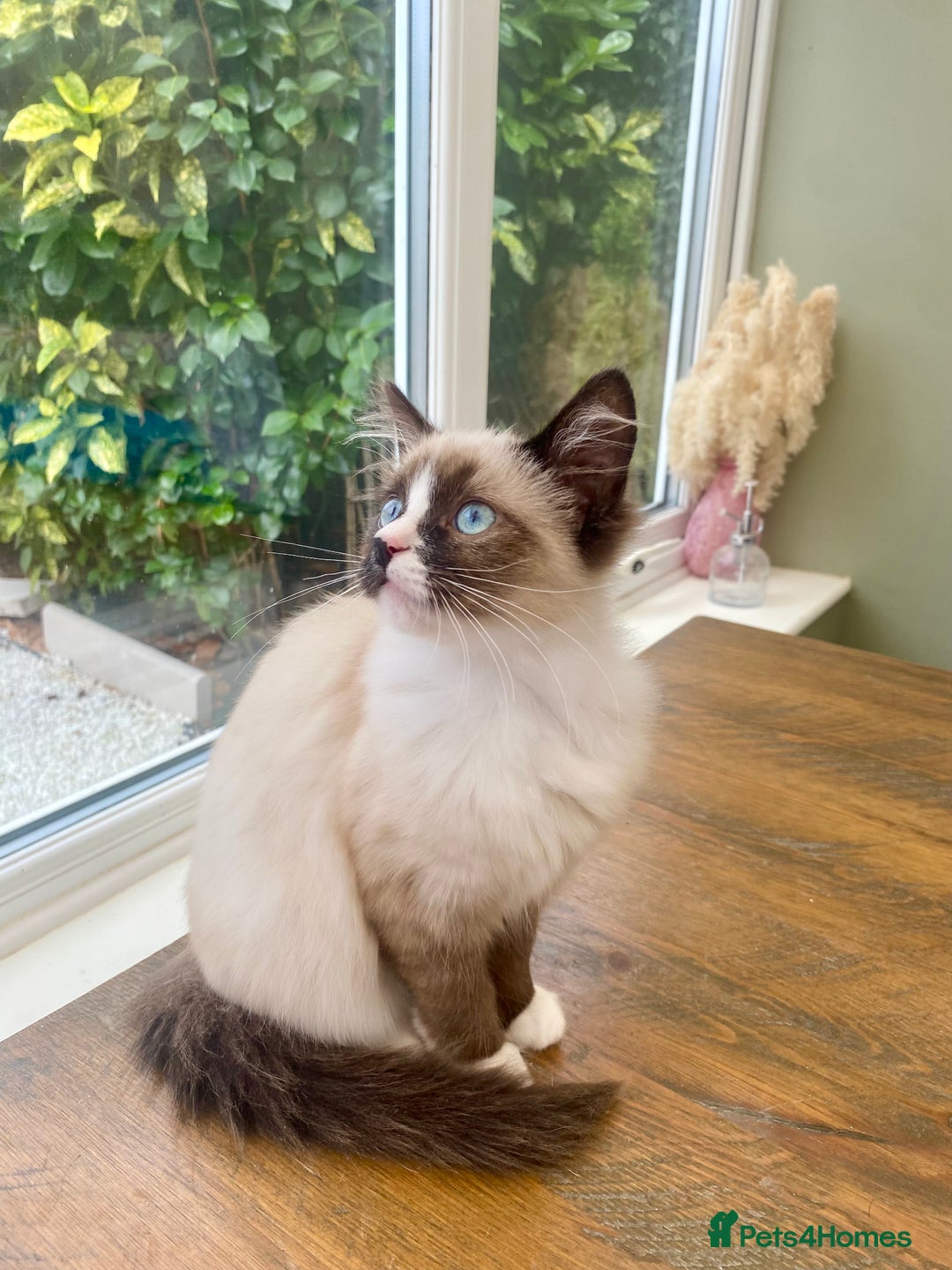 Ragdoll cats for sale: REDUCED GCCF Ragdoll-Mix – Rare & Longhaired 🐾 - Image 1