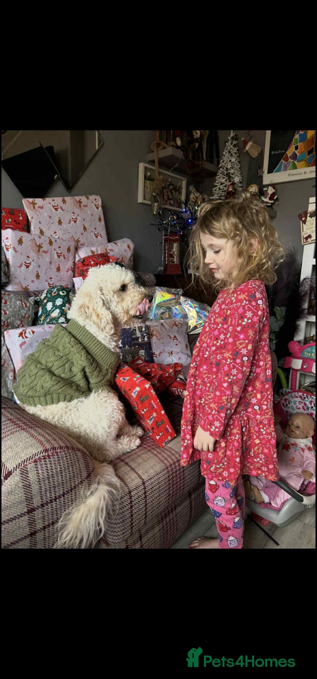 Cockapoo dogs for sale: MALE COCKAPOO - Advert 2