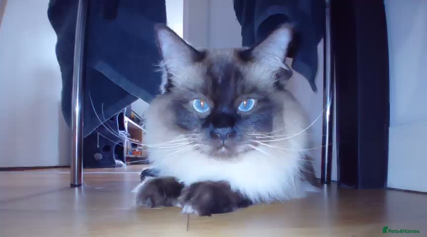 Ragdoll cats 4 yr old ragdoll male  in Manchester - Advert 1