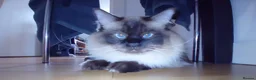 Ragdoll cats for sale: 4 yr old ragdoll male  in Manchester - Advert 1