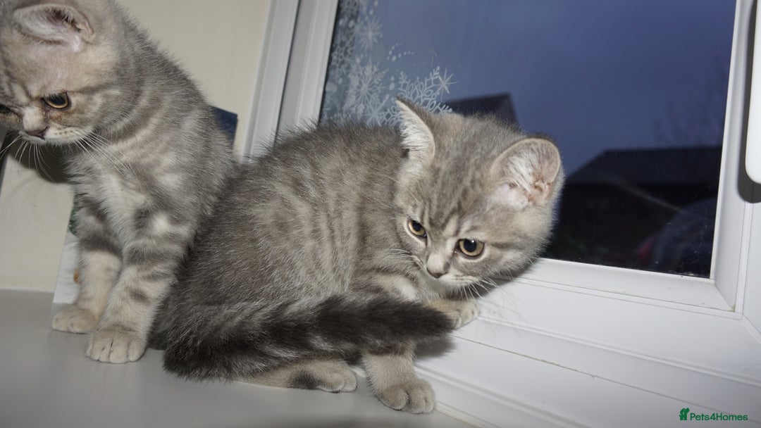 British Shorthair cats for sale: British Blue tabbies boys and girls - Advert 7