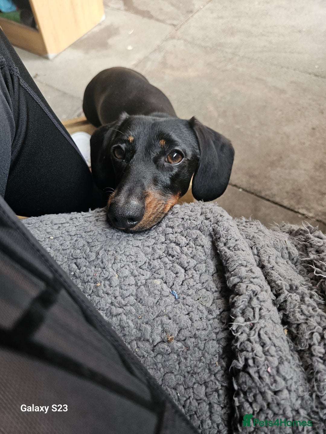 Miniature Dachshund dogs for stud: Rupert has come of age - Image 5