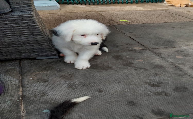 Old English Sheepdog dogs - Advert 1