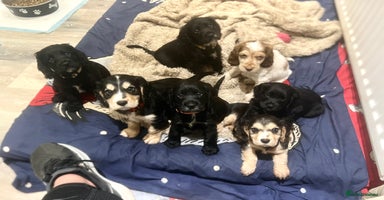 Cocker Spaniel dogs - Advert 3