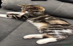 Mixed Breed cats for sale: Red/Cookie - Image 3