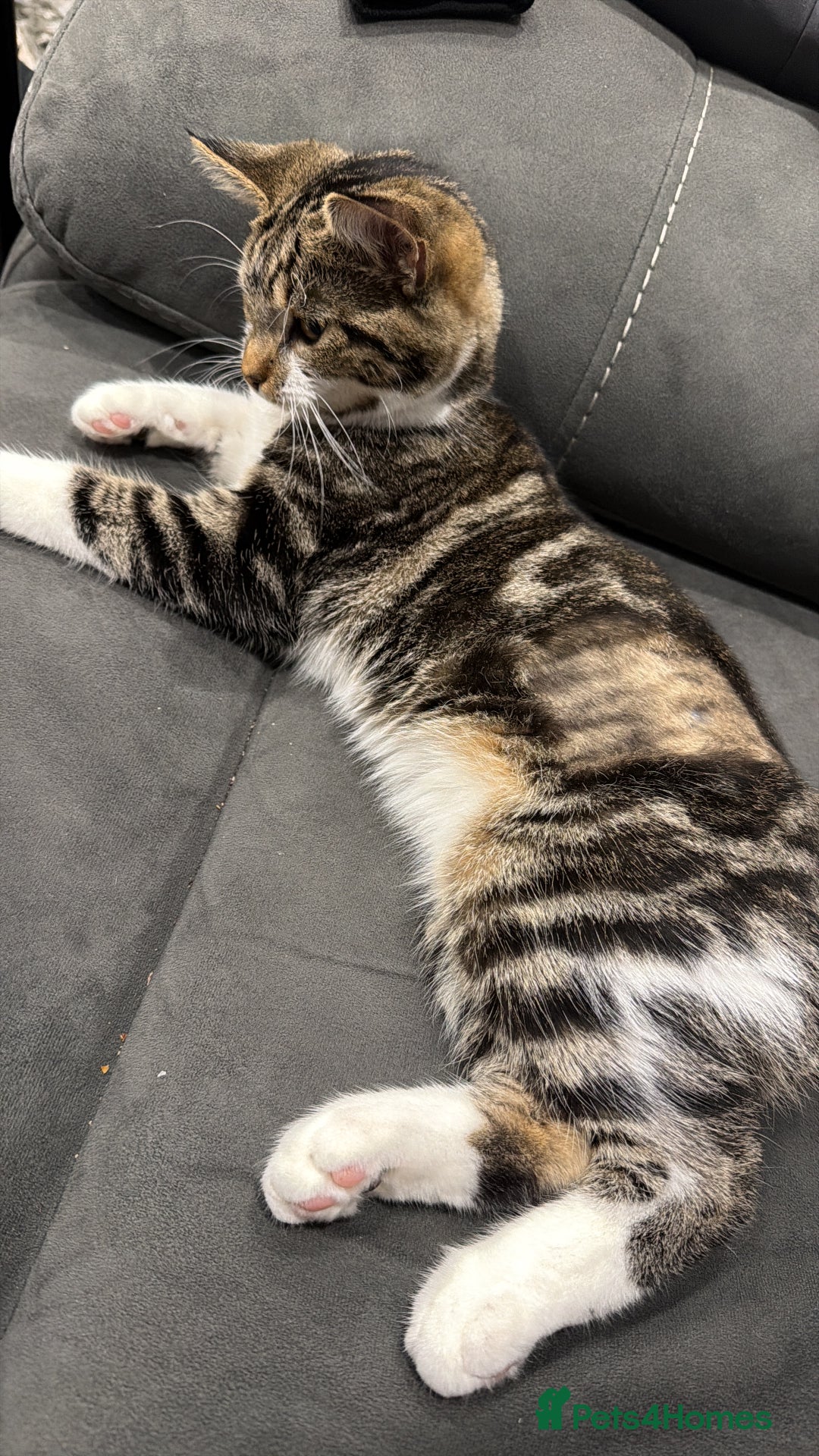 Mixed Breed cats for sale: Red/Cookie - Image 3