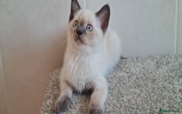 British Shorthair cats for sale: British Blue shorthair, Lilac, Colorpoint Kittens - Image 17