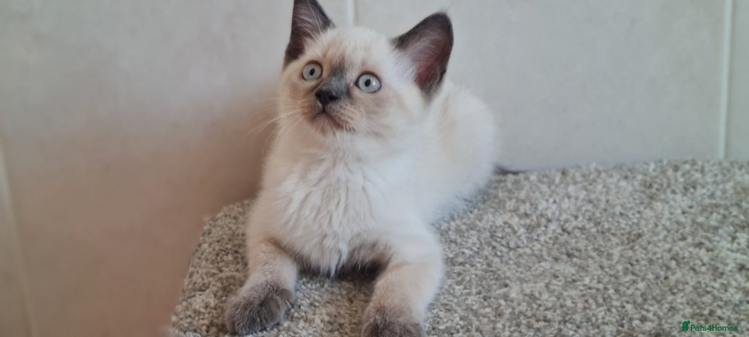 British Shorthair cats for sale: British Blue shorthair, Lilac, Colorpoint Kittens - Image 17