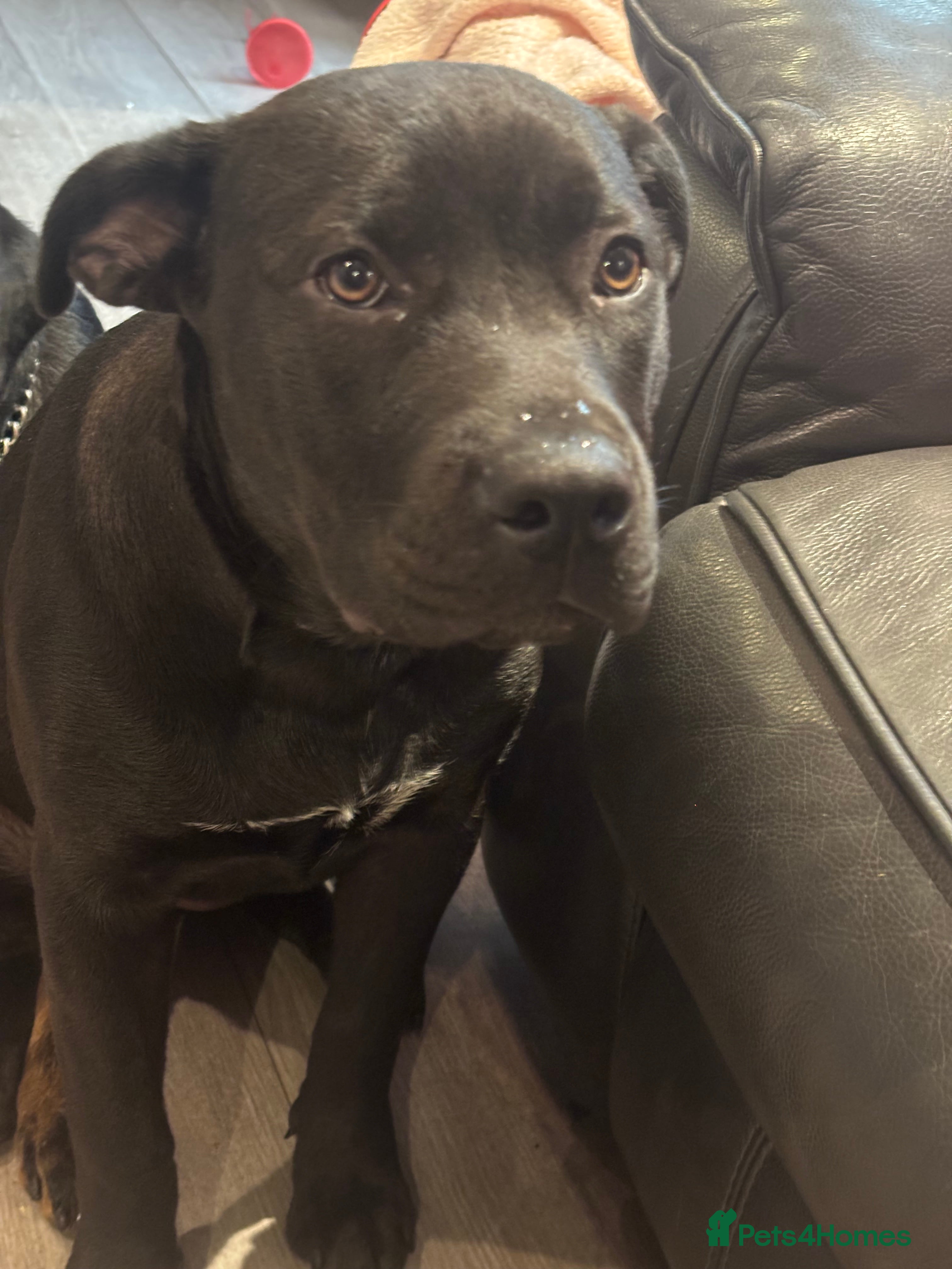 Mixed Breed dogs Rotty x staffy pup - Advert 1