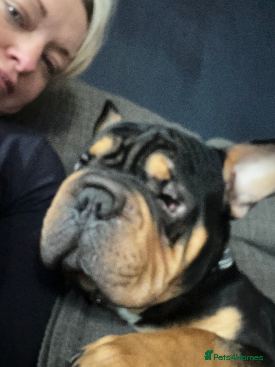 Mixed Breed dogs for sale: Apollo is ready for his new home - Advert 2