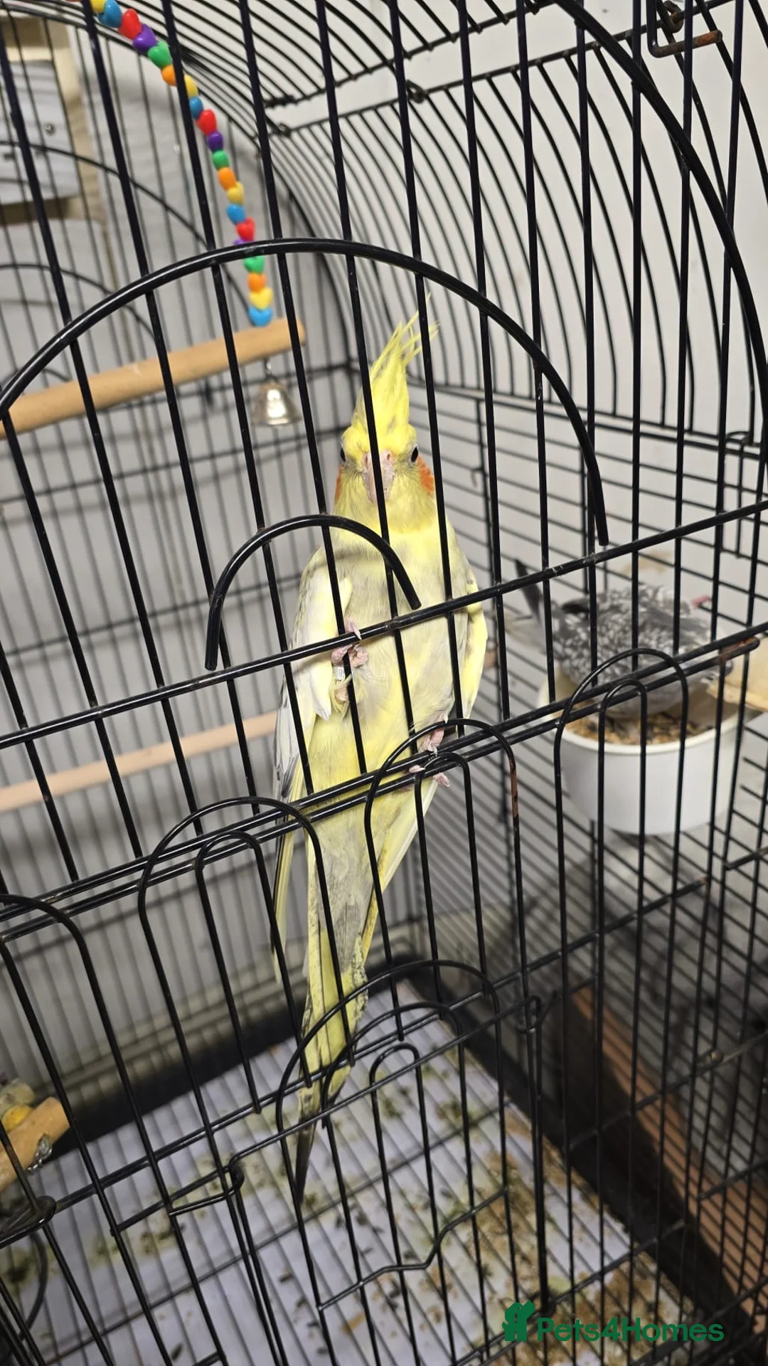 Cockatiels birds for sale: Cockatiels pair available - Advert 1