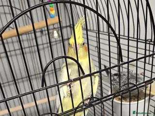 Cockatiels birds Cockatiels pair available - Advert 1