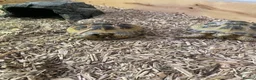 Tortoise reptiles for sale: Horsefield Tortoises in Forfar - Advert 2