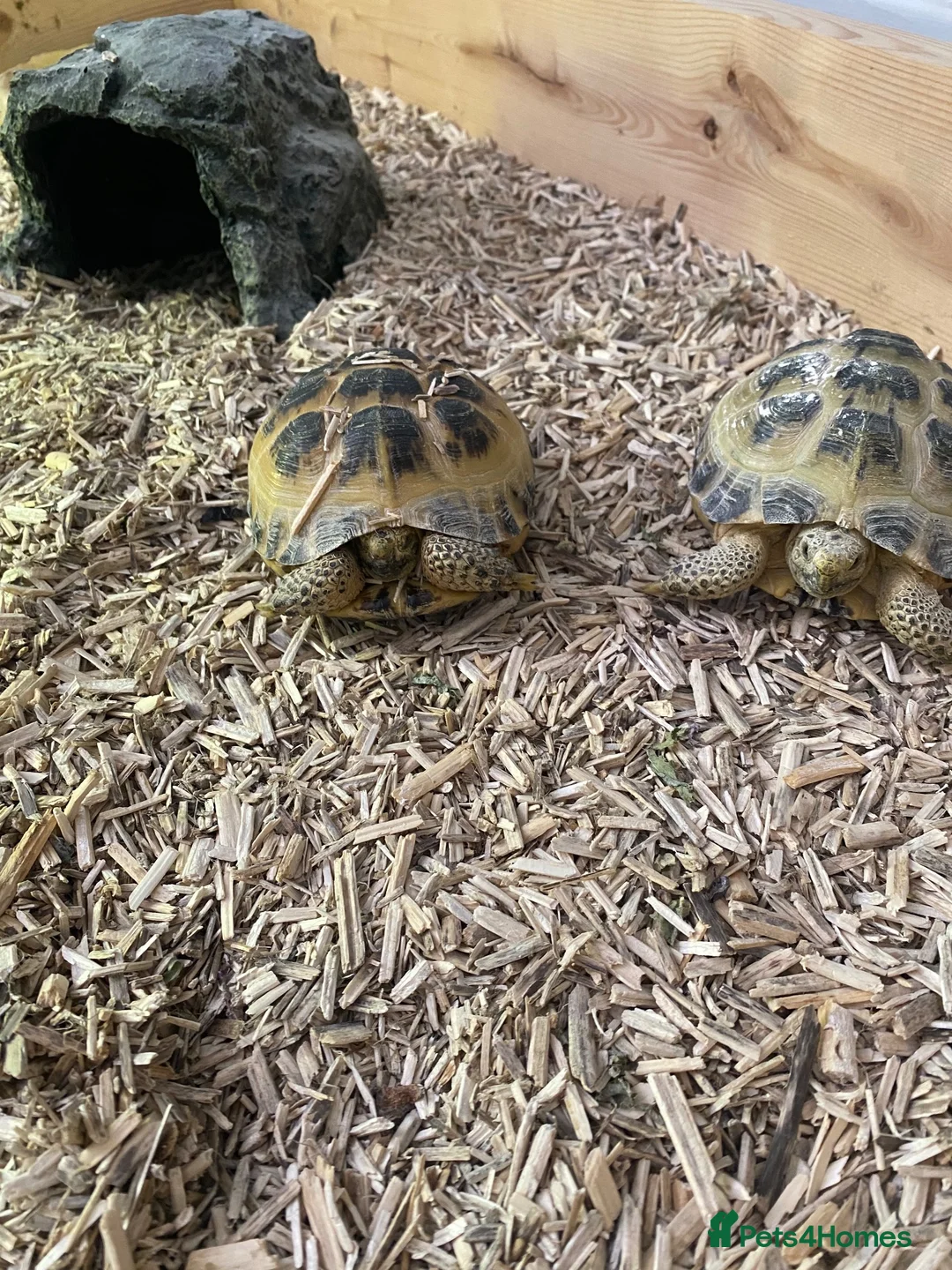 Tortoise reptiles for sale: Horsefield Tortoises in Forfar - Advert 2