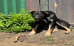 Mixed Breed dogs for sale: 2 beautiful ridgebacks  - Image 3
