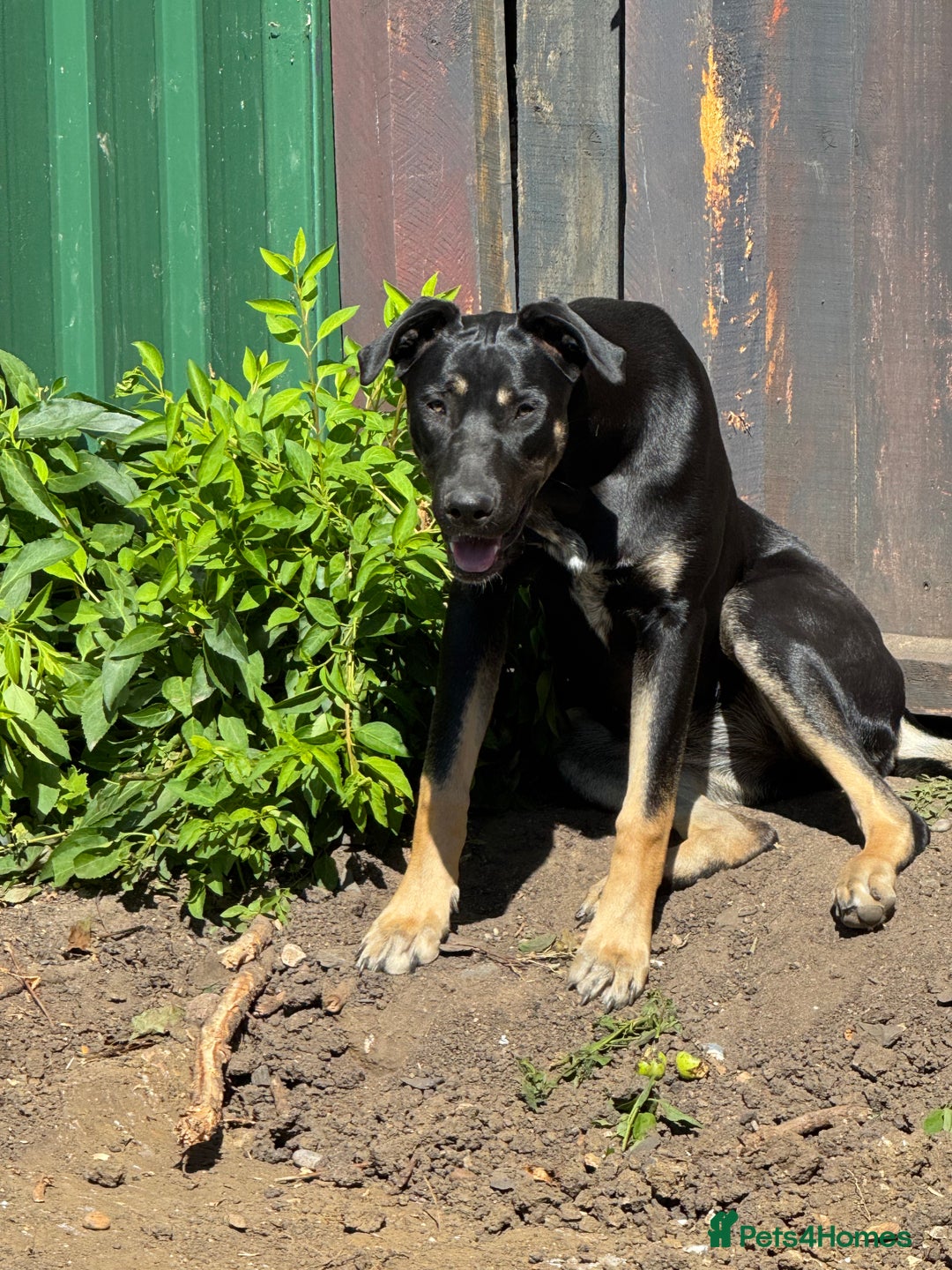 Mixed Breed dogs for sale: 2 beautiful ridgebacks  - Image 3