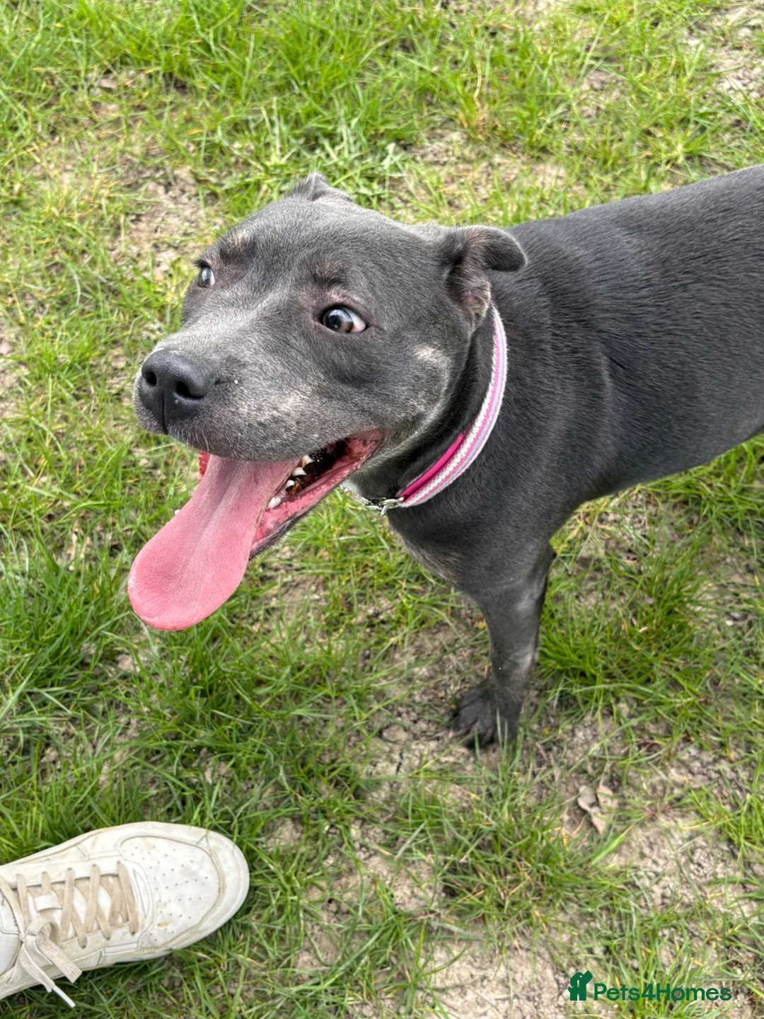Mixed Breed dogs for sale: Sadie  Staffi X Sharpei in Tenterden - Advert 2