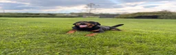 Rottweiler dogs for sale: Outstanding Rottweiler Puppies - Advert 3