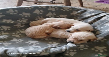 Golden Retriever dogs - Advert 1