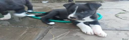 Border Collie dogs for sale: Confident, Friendly Collie Puppies - Advert 8
