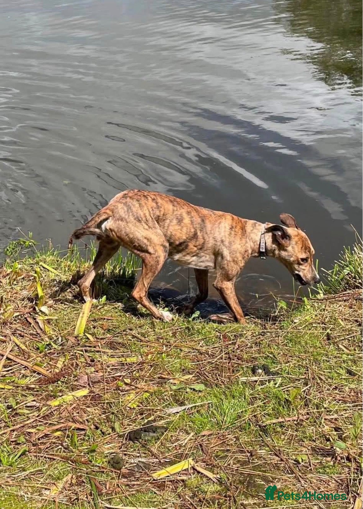 Mixed Breed dogs Lurcher pups - Advert 6
