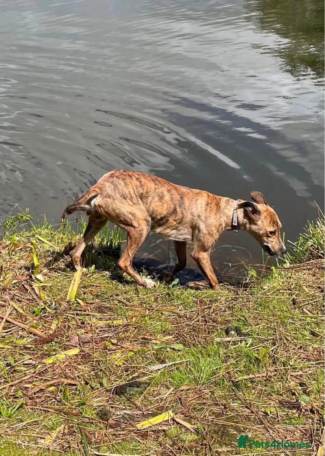 Mixed Breed dogs for sale: Lurcher pups - Advert 1