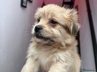Mixed Breed dogs Beautiful pups for sale! Ready now! - Advert 4