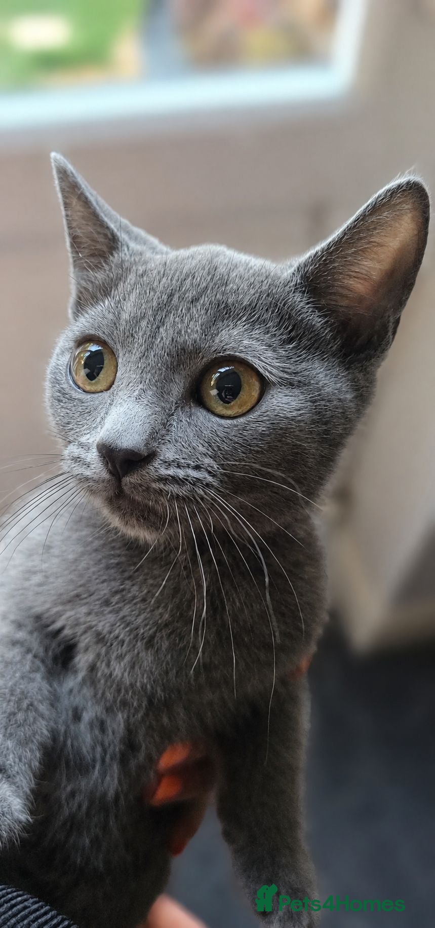Mixed Breed cats Beautiful 11-Week-Old Kittens  - Advert 2