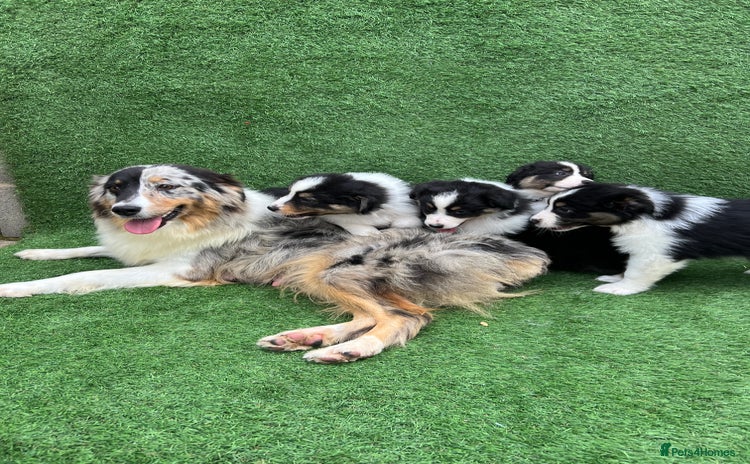 Australian Shepherd dogs - Advert 9