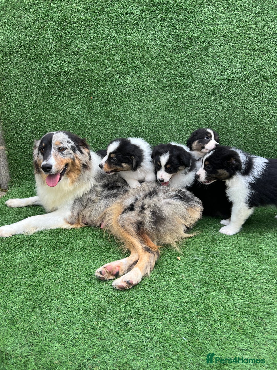 Australian Shepherd dogs for sale: Australia shepherd Kc puppies  - Image 1