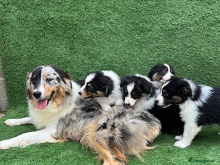 Australian Shepherd dogs - Advert 18