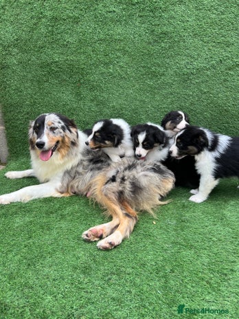 Australian Shepherd dogs - Advert 1